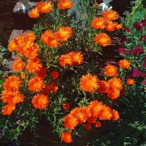 "Flores en un dia primaveral de la costa en Santa Clara del Mar"