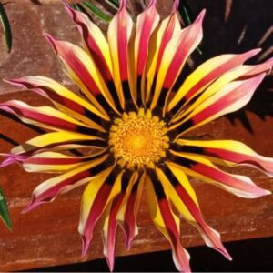 "Flor de primavera, costa Argentina"