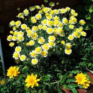 "Flores en el paseo maritimo en primavera Santa Clara del Mar"