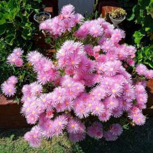 "Naturaleza en Santa Clara del Mar, Argentina"