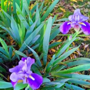 "Naturaleza en Santa Clara del Mar cerca de los alquileres"