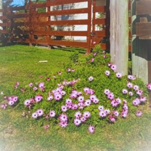 "Caminando por la naturaleza en Santa Clara del Mar"