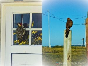 "Pajaro carpintero y chimango, 2 aves tipicas en Santa Clara del Mar"