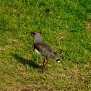 "Tero ave autoctona en Santa Clara del Mar"