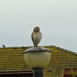 "Lechuza en la costa de Santa Clara del Mar"